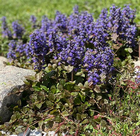 ajucax|Ajuga Plant Guide: How to Plant and Care for Ajuga